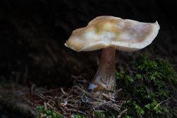 16 Pilz